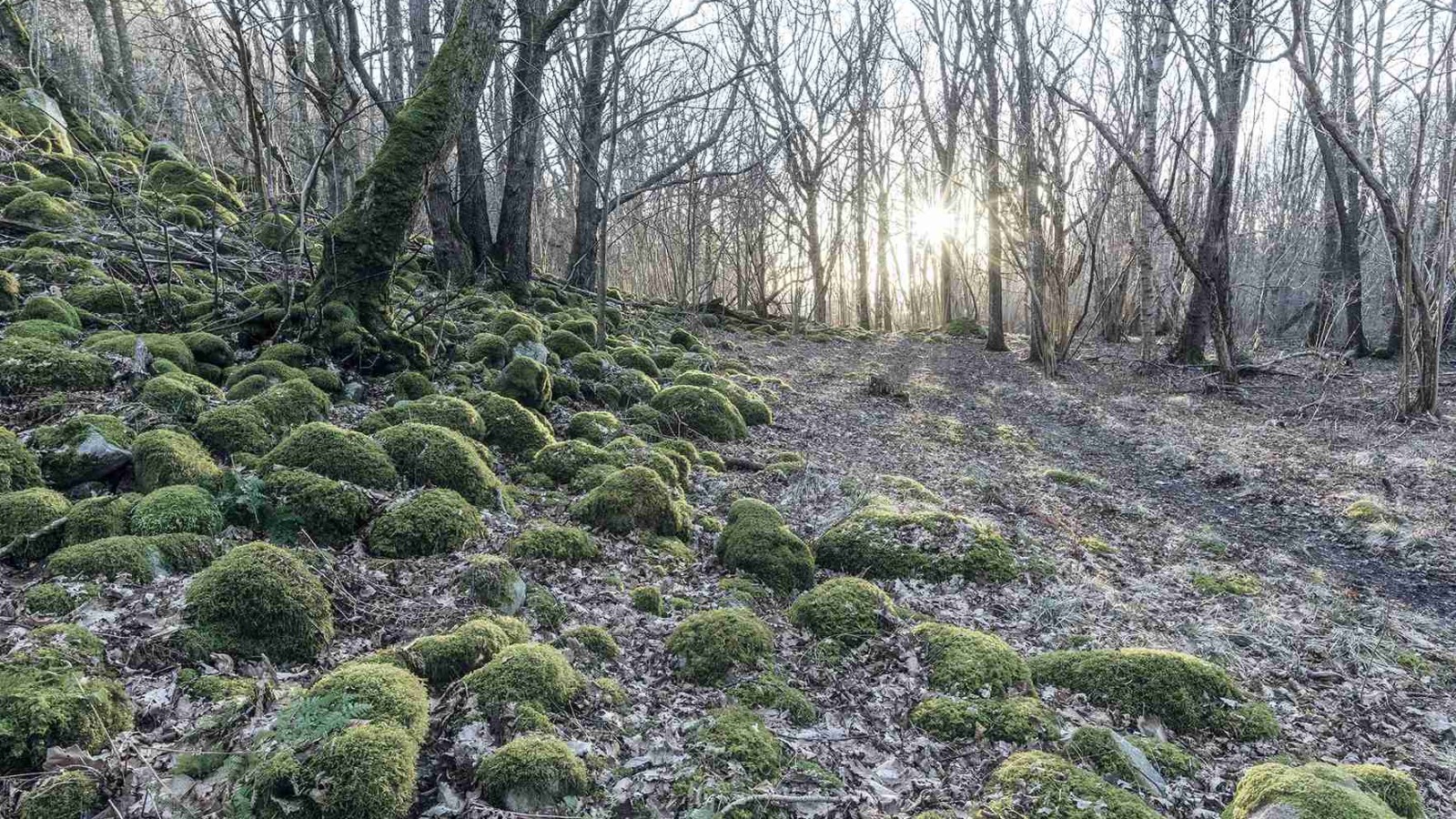 Skogsbunn Skogsbunn